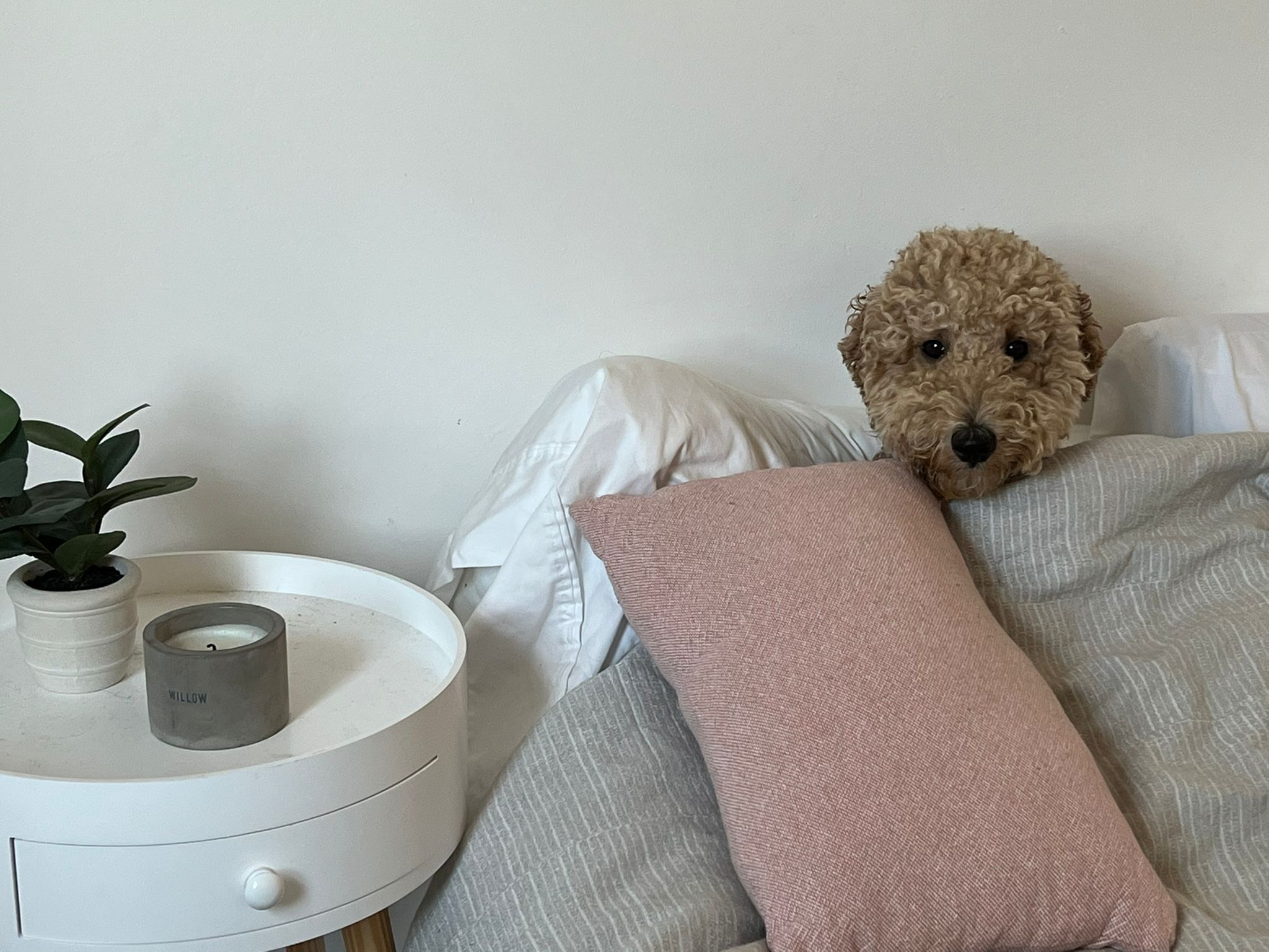 Abel — Synergy Expert and founder of Abel's Financial Calculators